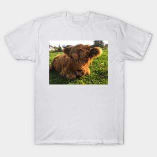 Scottish Highland Cattle Calf 2106 T-Shirt